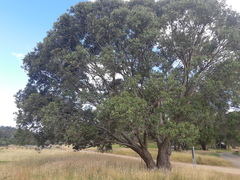 Eucalyptus stellulata