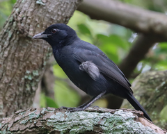 Laniarius funebris
