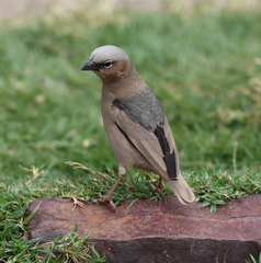 Pseudonigrita arnaudi