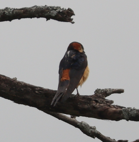 African Red-rumped Swallow (Cecropis melanocrissus), photo 5