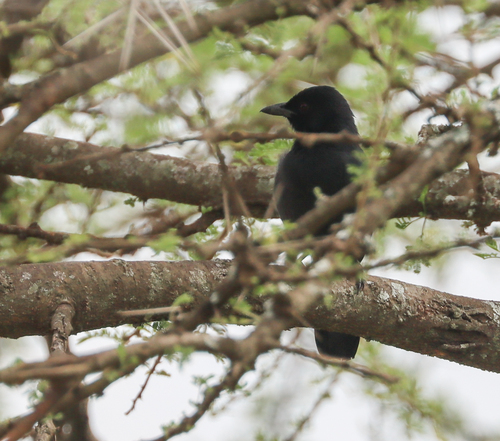 Slate-colored Boubou (Laniarius funebris), photo 9