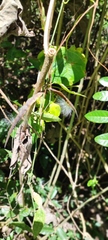 Cryptolepis sinensis