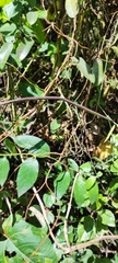 Cryptolepis sinensis