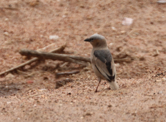 Pseudonigrita arnaudi