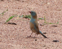 Uraeginthus cyanocephalus