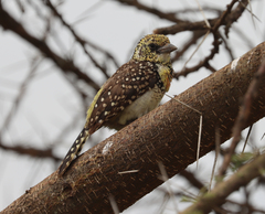 Trachyphonus darnaudii usambiro