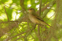 Cnemotriccus fuscatus