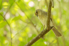 Cnemotriccus fuscatus