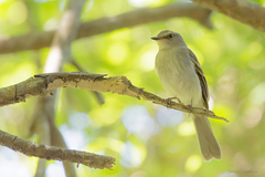 Cnemotriccus fuscatus