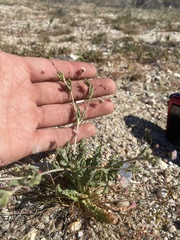 Eriogonum gracillimum