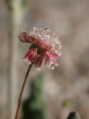 Eriogonum gracillimum