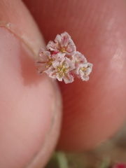 Eriogonum gracillimum