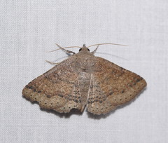 Ericeia subsignata