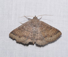 Ericeia subsignata