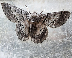 Hypobapta tachyhalotaria