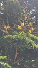 Peltophorum pterocarpum