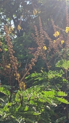 Peltophorum pterocarpum