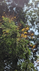 Peltophorum pterocarpum