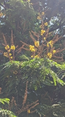 Peltophorum pterocarpum