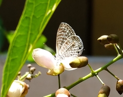 Leptotes plinius
