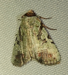 Perigea glaucoptera