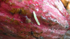 Conopomorpha cramerella