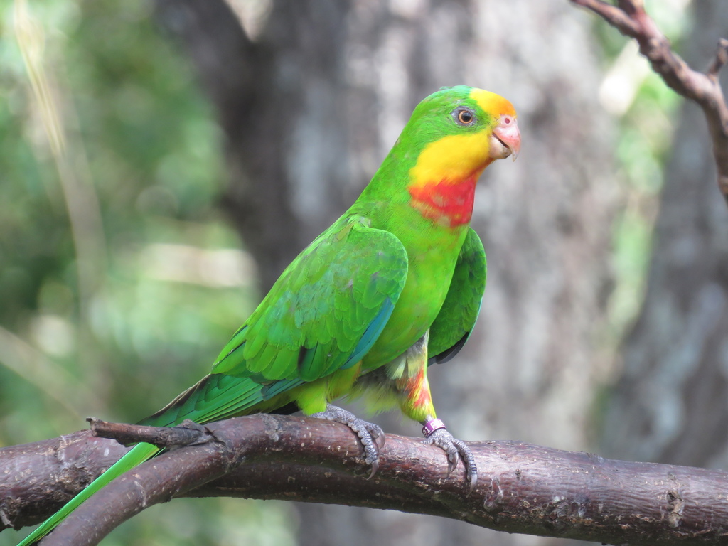 Superb Parrot From Octantis St, Brisbane Qld, Australia On March 08 