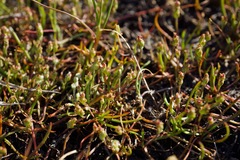 Crassula aquatica