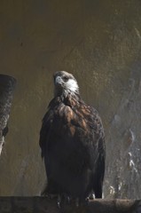 Haliaeetus vociferoides