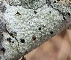 Pertusaria pustulata