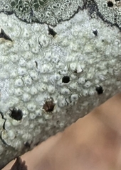 Pertusaria pustulata