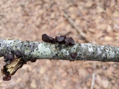 Pertusaria pustulata