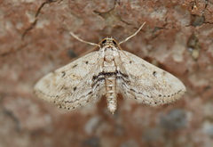 Parapoynx crisonalis