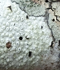 Pertusaria pustulata