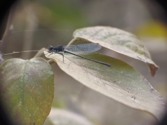 Onychargia atrocyana
