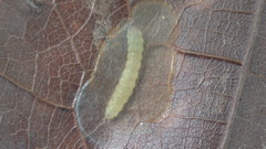 Conopomorpha cramerella