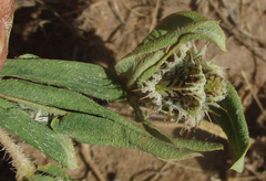 Blepharis transvaalensis