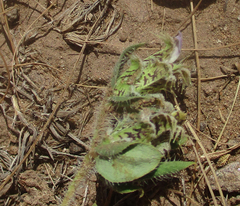 Blepharis transvaalensis