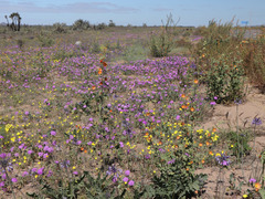 Abronia gracilis