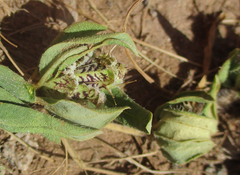 Blepharis transvaalensis