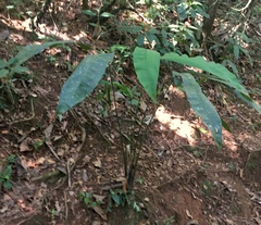 Cyclanthus bipartitus