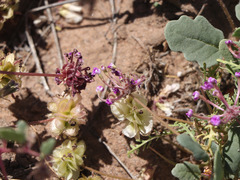Abronia gracilis