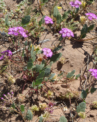 Abronia gracilis