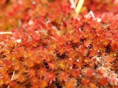 Imbribryum alpinum