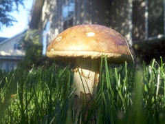 Leccinum scabrum