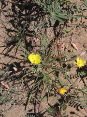 Eulobus sceptrostigma