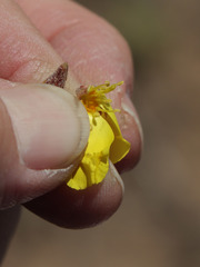 Eulobus sceptrostigma