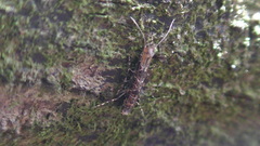 Conopomorpha cramerella