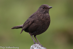 Turdus merula azorensis