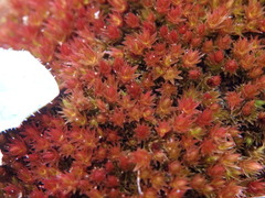 Imbribryum alpinum